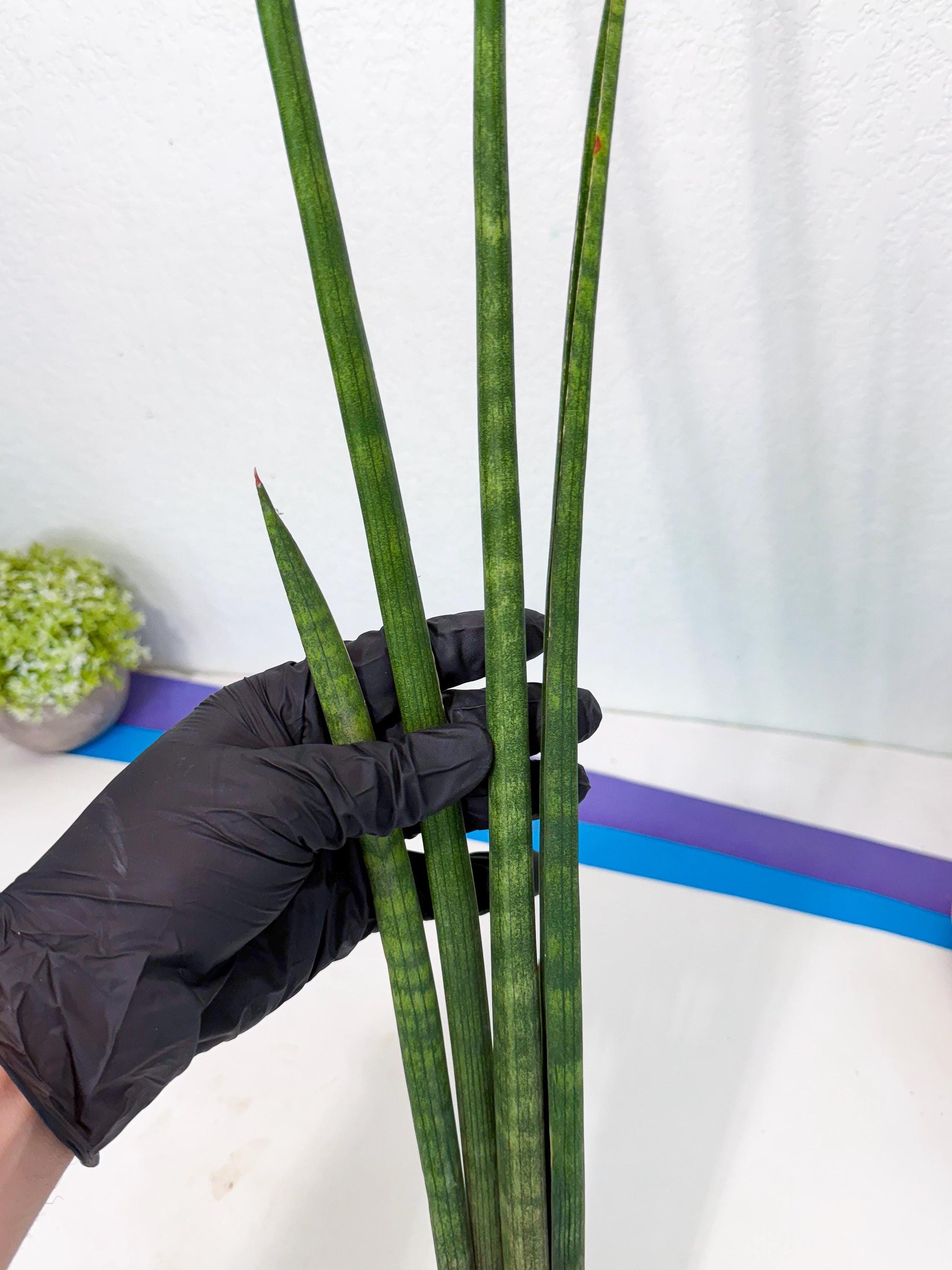 Sansevieria SinginSaru (ro) (15) | Rare -For Advanced Grower