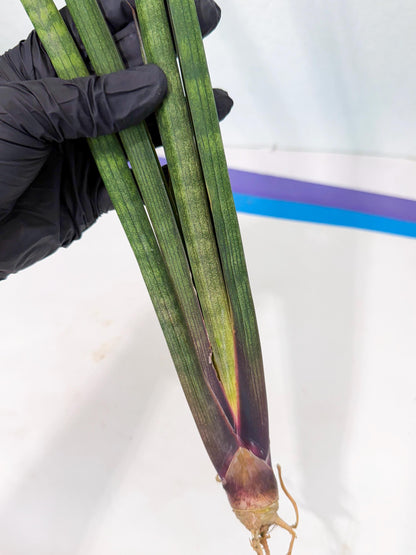 Sansevieria SinginSaru (ro) (15) | Rare -For Advanced Grower