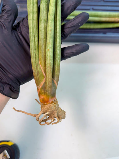 Sansevieria LanciaMaro (ro) (16) | Rare -For Advanced Grower