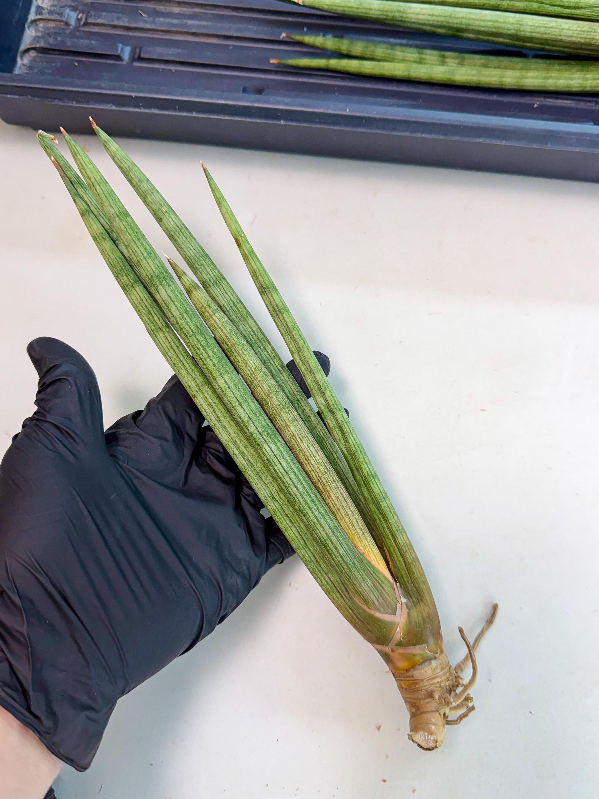 Sansevieria LanciaMaro (ro) (16) | Rare -For Advanced Grower