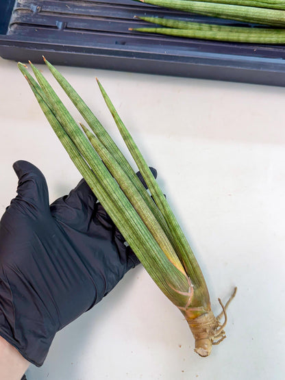 Sansevieria LanciaMaro (ro) (16) | Rare -For Advanced Grower