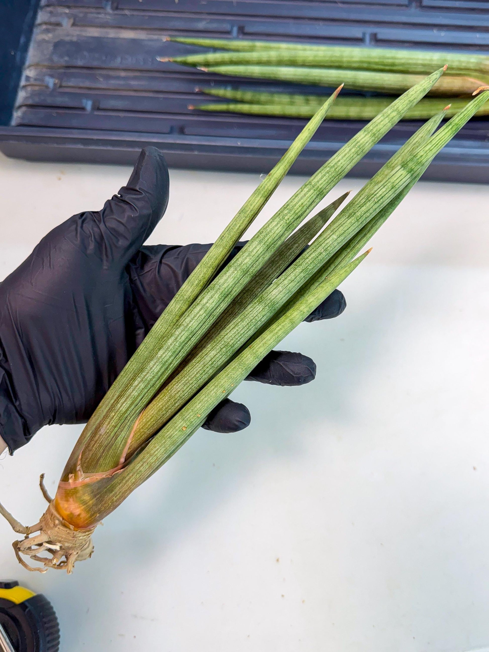 Sansevieria LanciaMaro (ro) (16) | Rare -For Advanced Grower