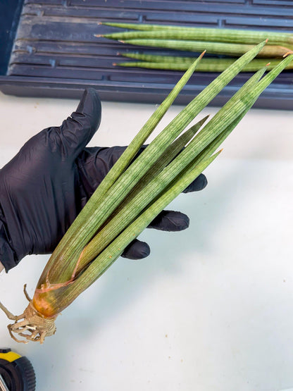 Sansevieria LanciaMaro (ro) (16) | Rare -For Advanced Grower