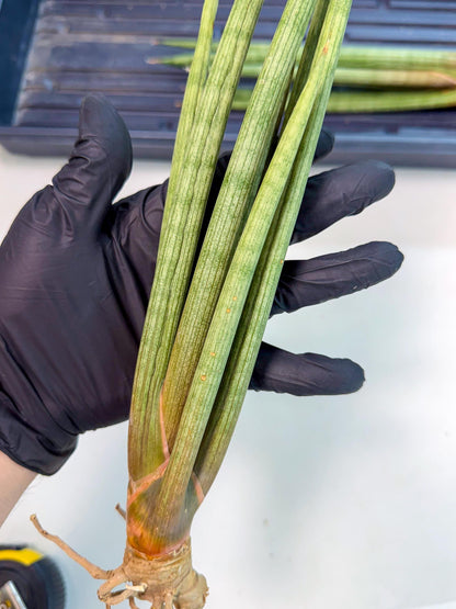 Sansevieria LanciaMaro (ro) (16) | Rare -For Advanced Grower