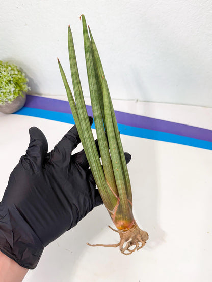 Sansevieria LanciaMaro (ro) (16) | Rare -For Advanced Grower