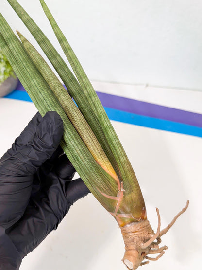 Sansevieria LanciaMaro (ro) (16) | Rare -For Advanced Grower