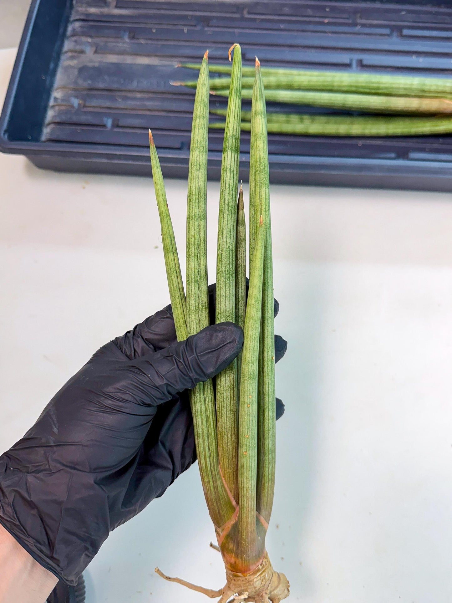 Sansevieria LanciaMaro (ro) (16) | Rare -For Advanced Grower