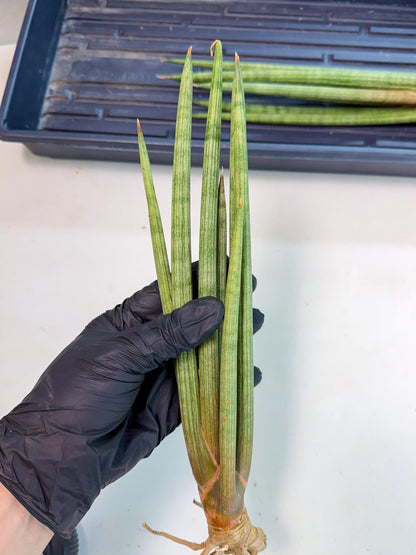 Sansevieria LanciaMaro (ro) (16) | Rare -For Advanced Grower