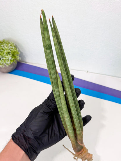 Sansevieria LanciaMaro (ro) (16) | Rare -For Advanced Grower