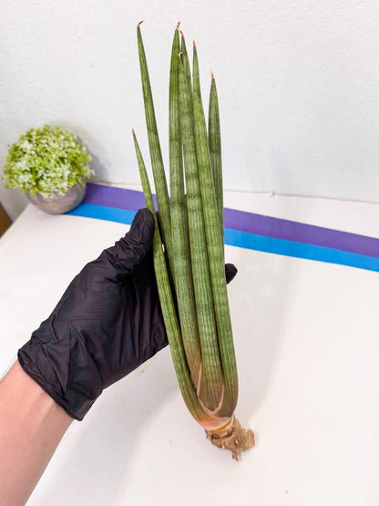 Sansevieria LanciaMaro (ro) (17) | Rare -For Advanced Grower