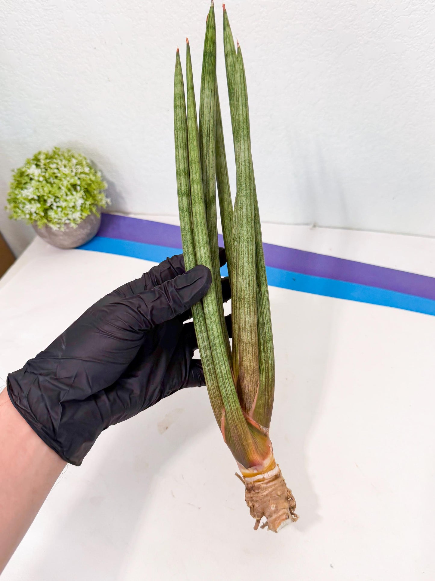Sansevieria LanciaMaro (ro) (17) | Rare -For Advanced Grower