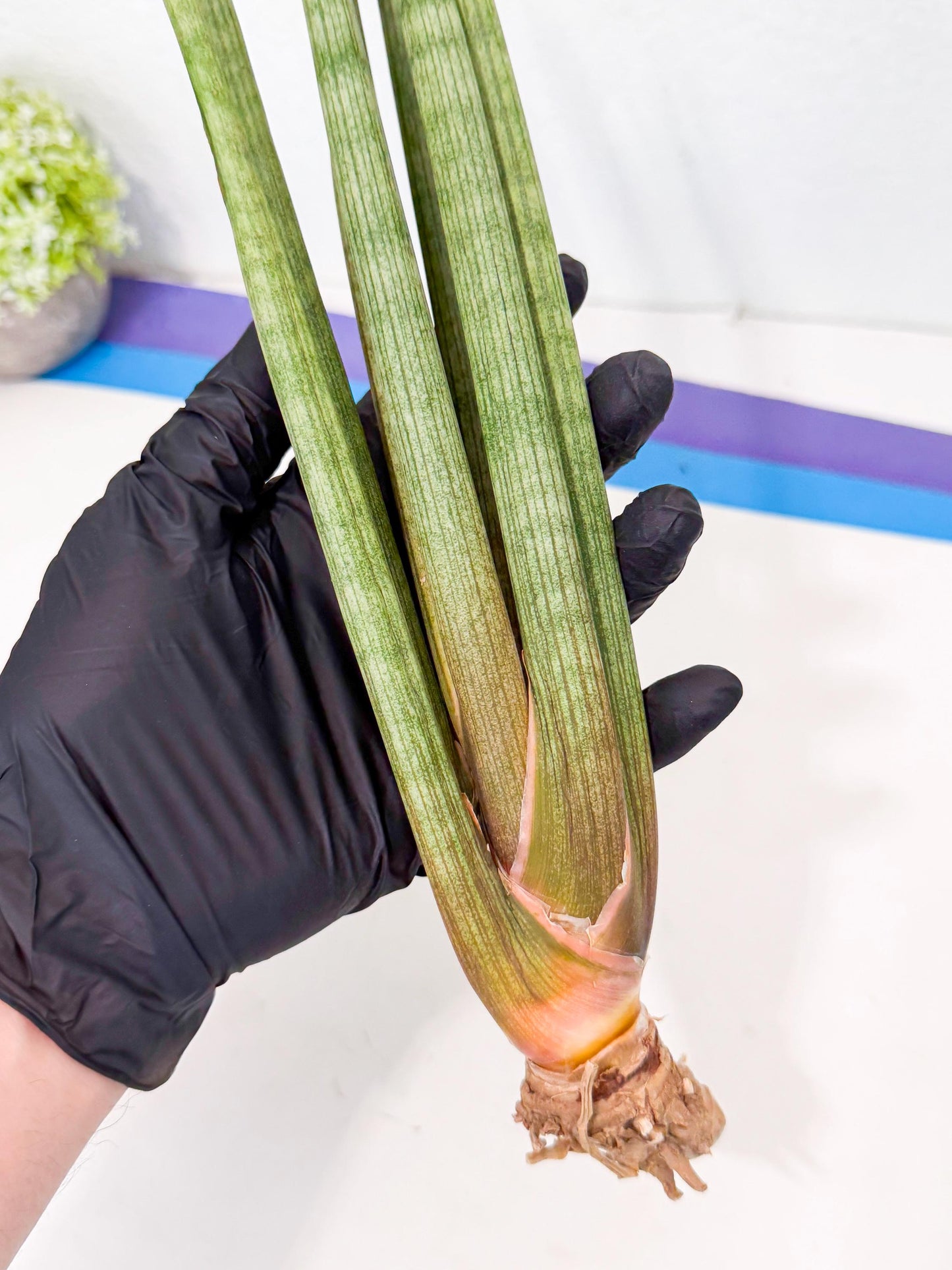 Sansevieria LanciaMaro (ro) (17) | Rare -For Advanced Grower