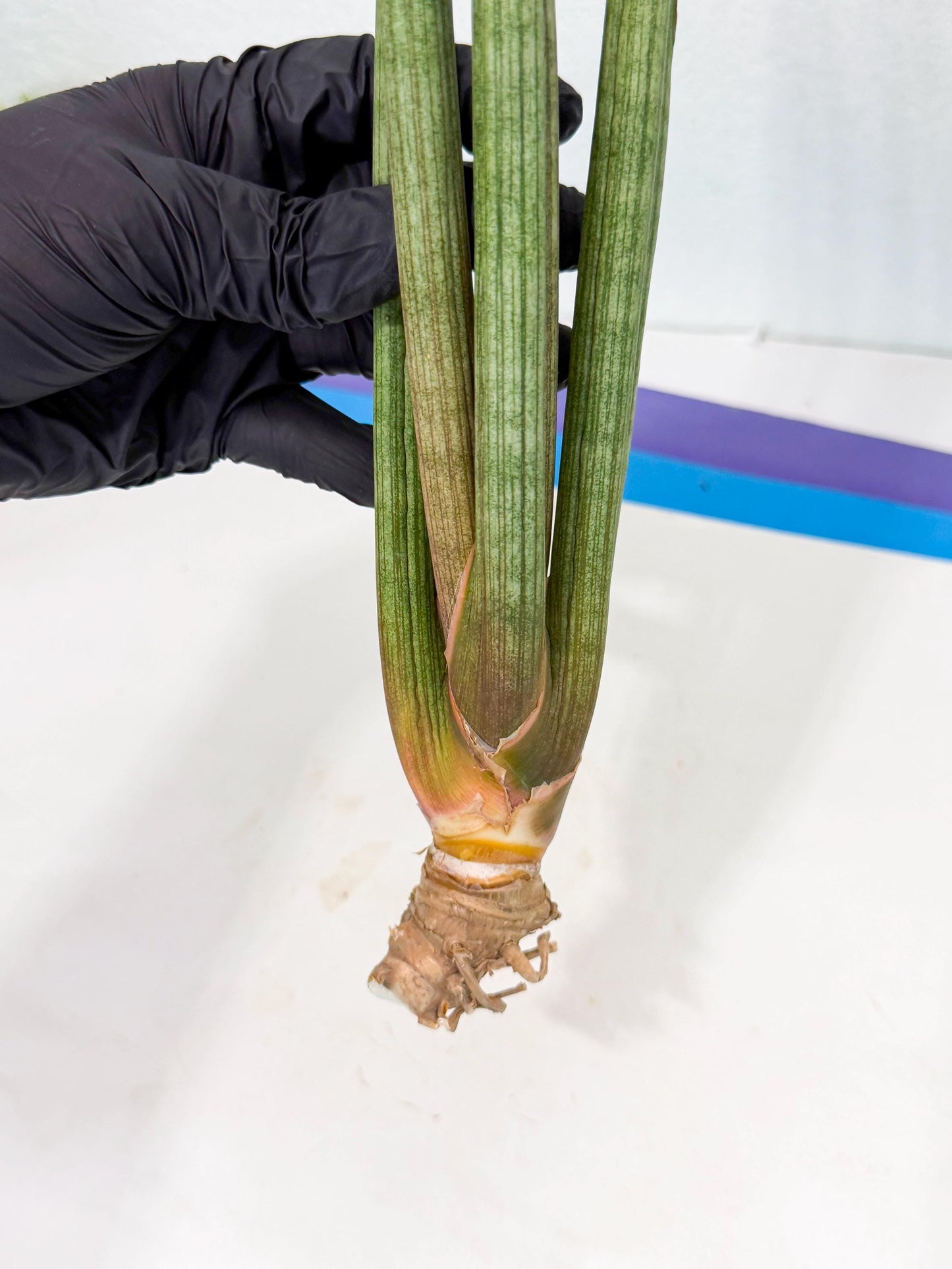 Sansevieria LanciaMaro (ro) (17) | Rare -For Advanced Grower