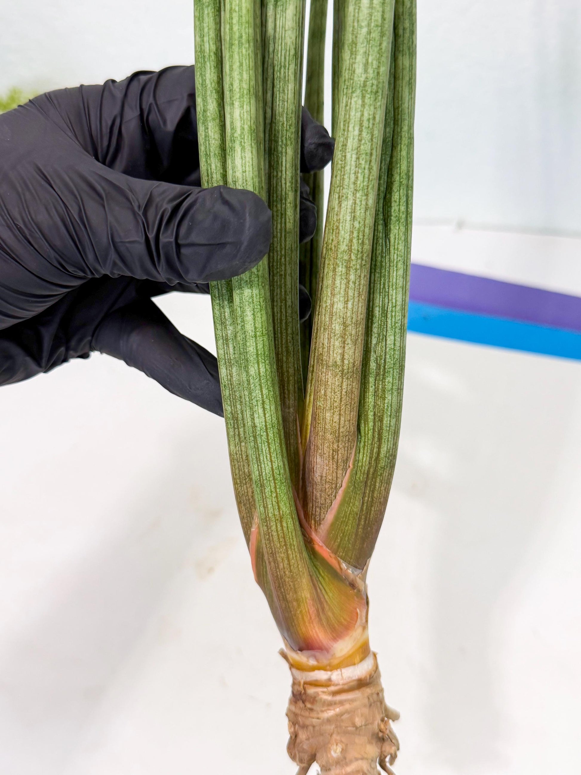Sansevieria LanciaMaro (ro) (17) | Rare -For Advanced Grower