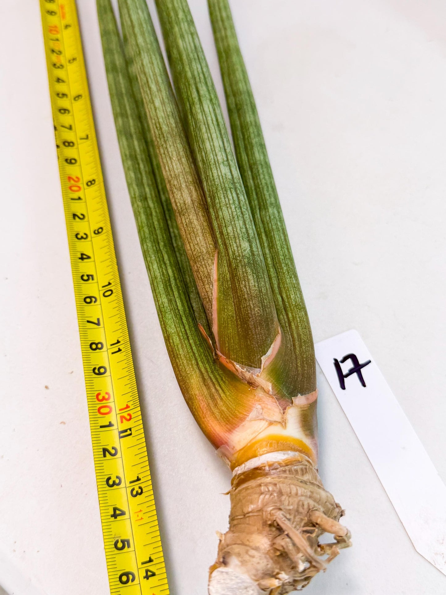 Sansevieria LanciaMaro (ro) (17) | Rare -For Advanced Grower