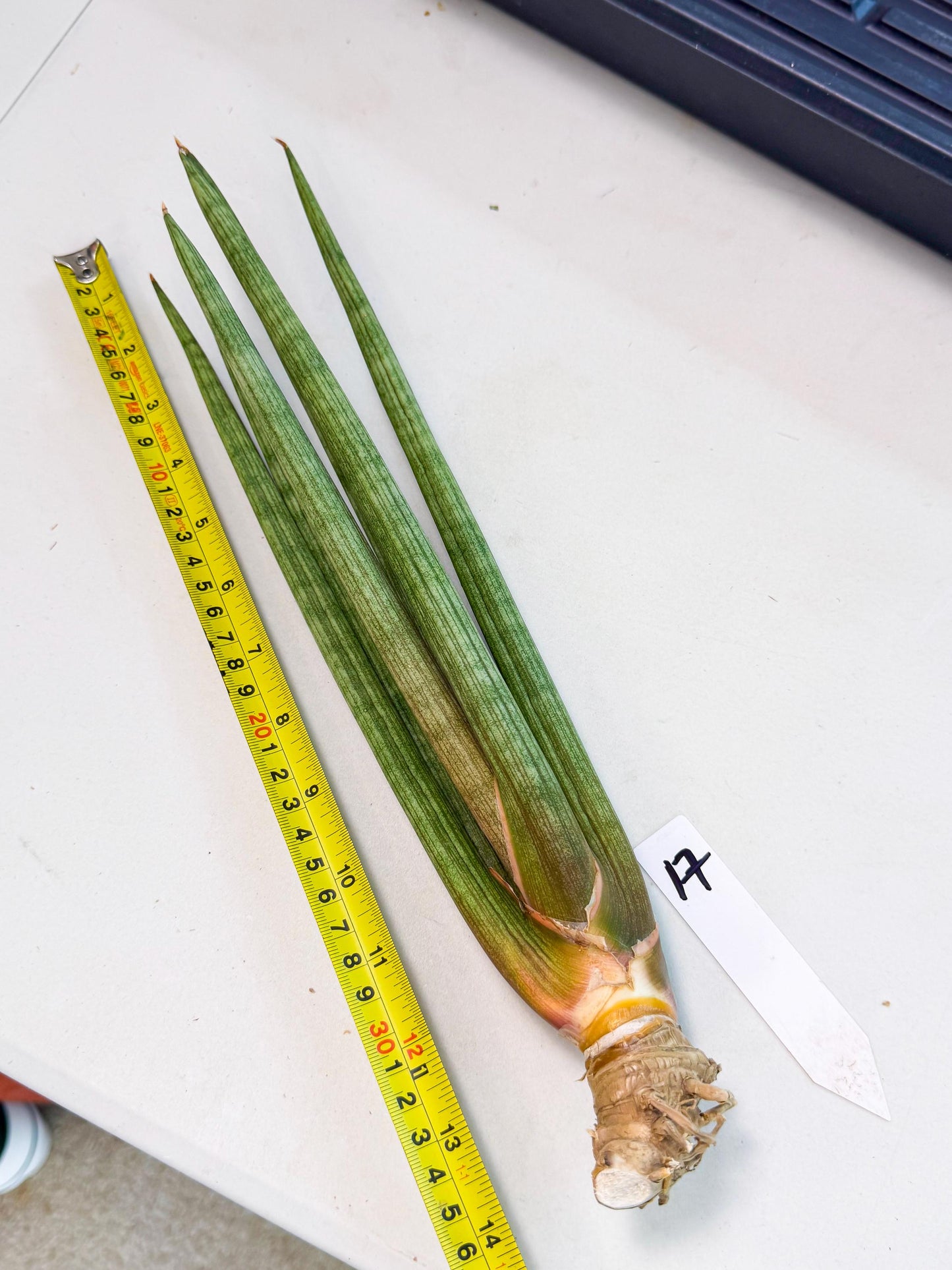 Sansevieria LanciaMaro (ro) (17) | Rare -For Advanced Grower