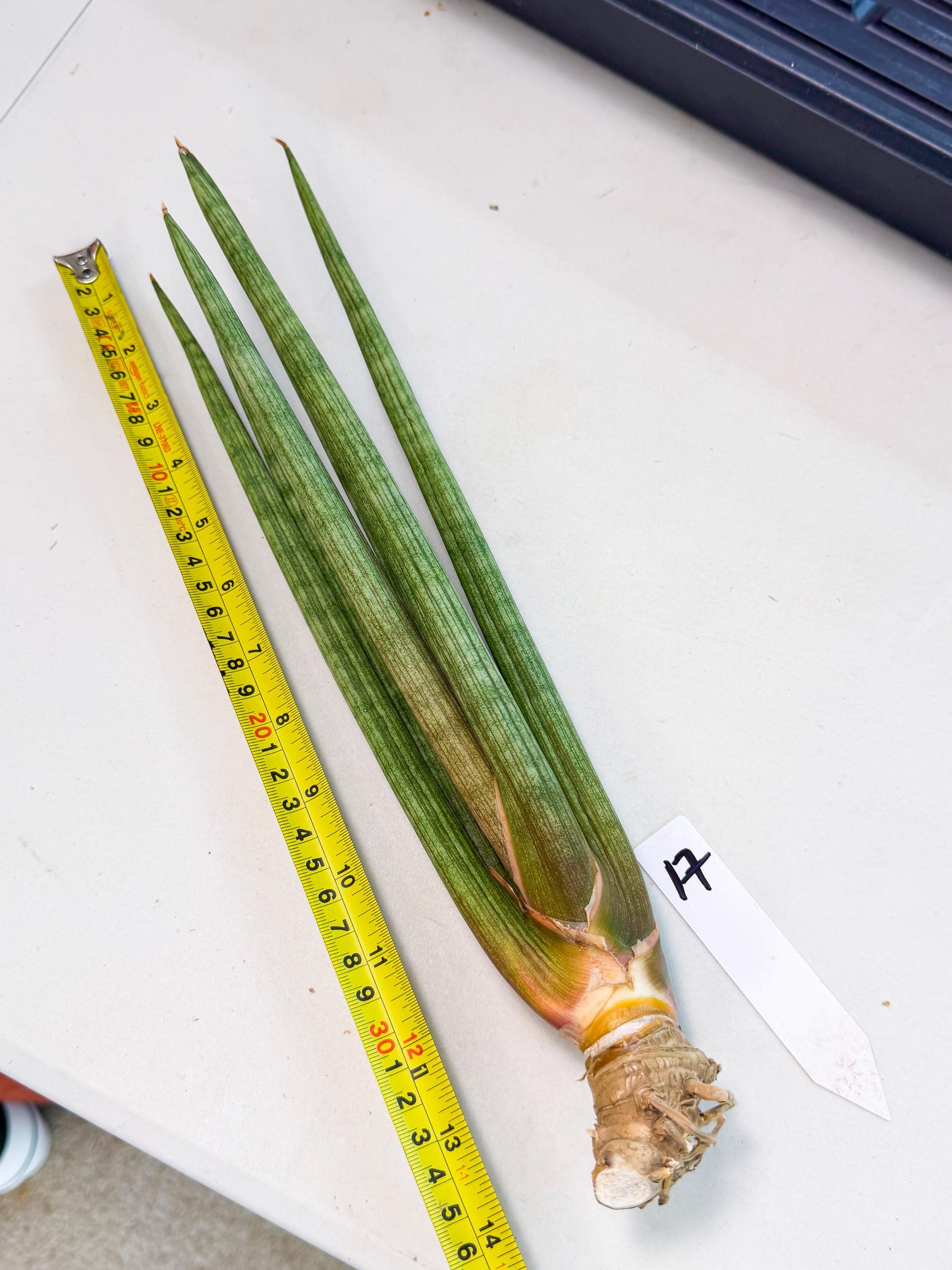 Sansevieria LanciaMaro (ro) (17) | Rare -For Advanced Grower
