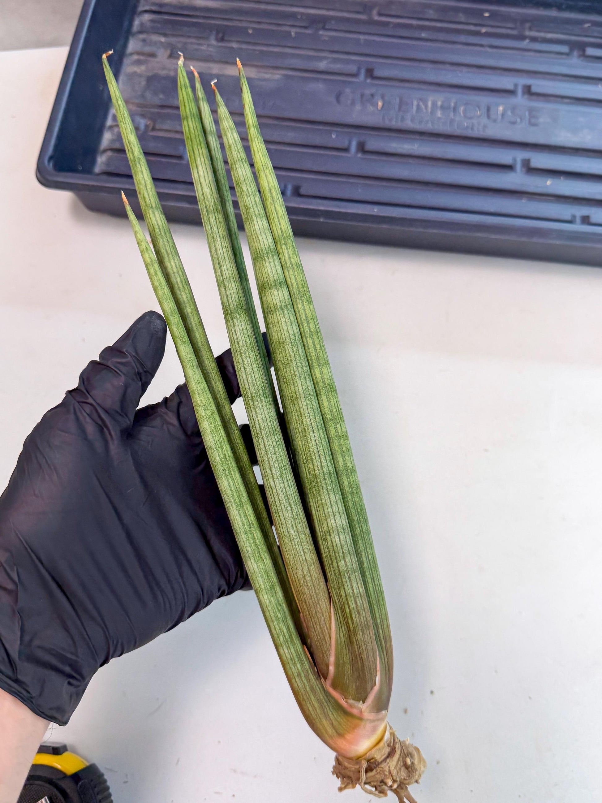 Sansevieria LanciaMaro (ro) (17) | Rare -For Advanced Grower
