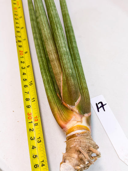 Sansevieria LanciaMaro (ro) (17) | Rare -For Advanced Grower