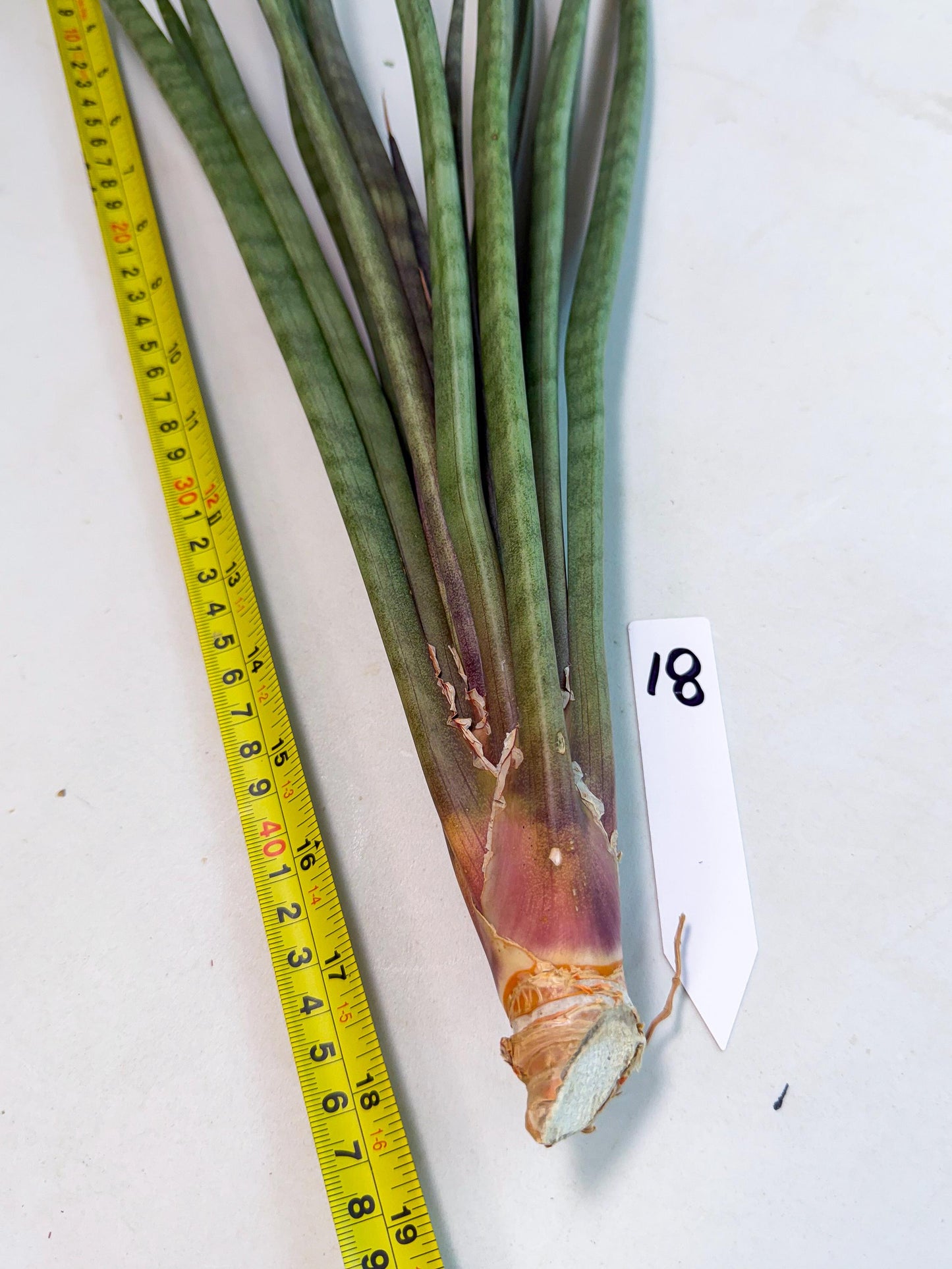 Sansevieria Vert Fonce (ro) (18) | New Imported Hybrids