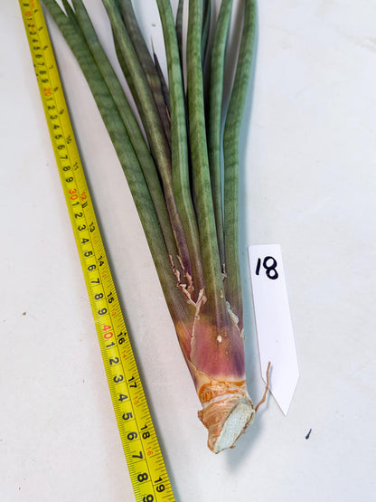 Sansevieria Vert Fonce (ro) (18) | New Imported Hybrids