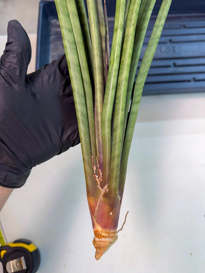Sansevieria Vert Fonce (ro) (18) | New Imported Hybrids