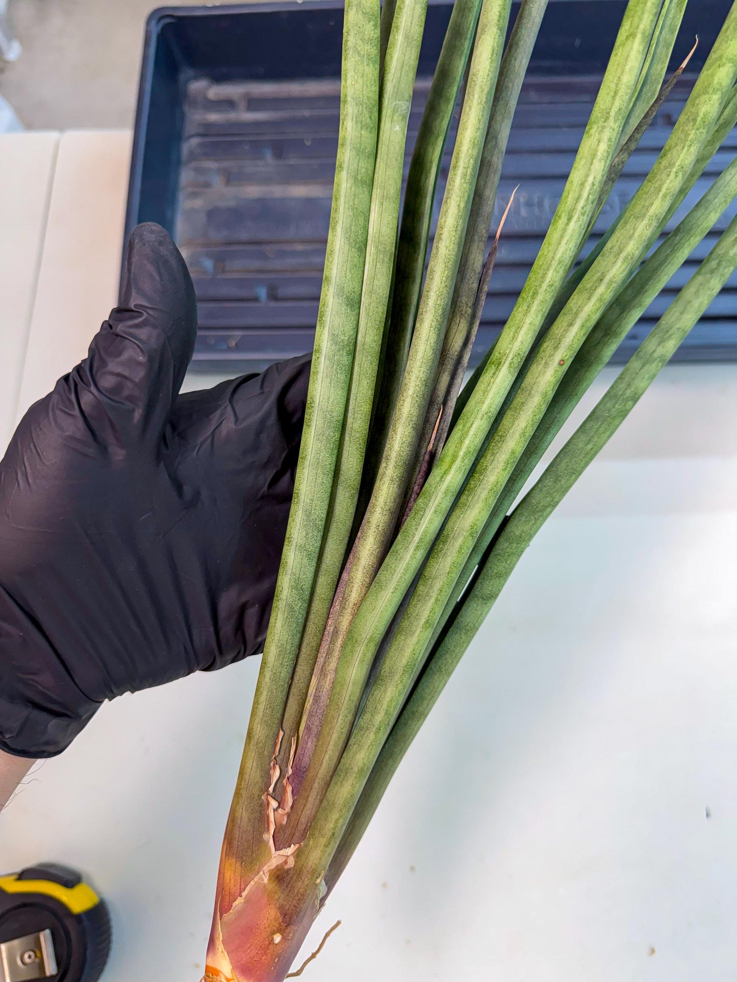 Sansevieria Vert Fonce (ro) (18) | New Imported Hybrids