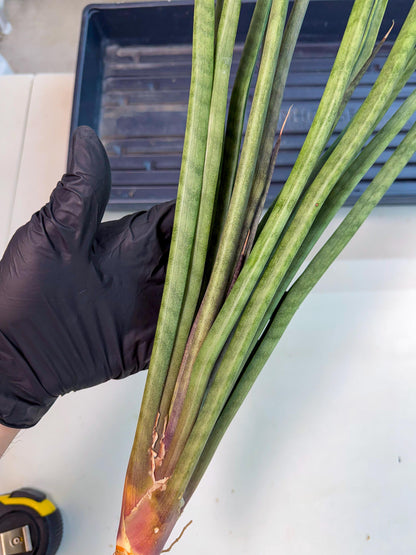 Sansevieria Vert Fonce (ro) (18) | New Imported Hybrids