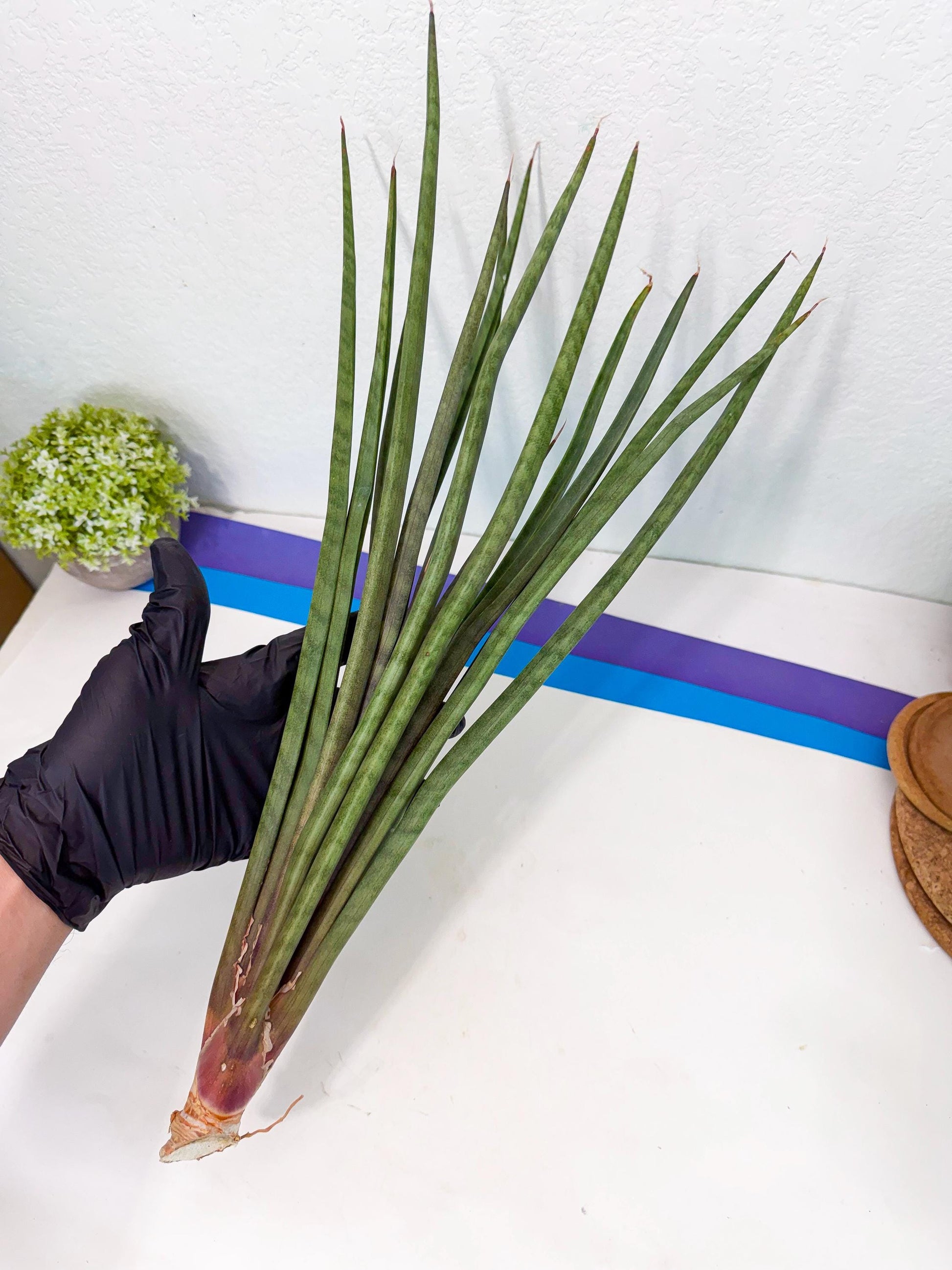 Sansevieria Vert Fonce (ro) (18) | New Imported Hybrids