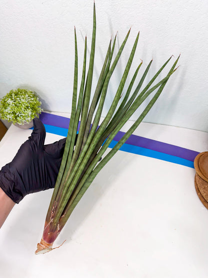 Sansevieria Vert Fonce (ro) (18) | New Imported Hybrids