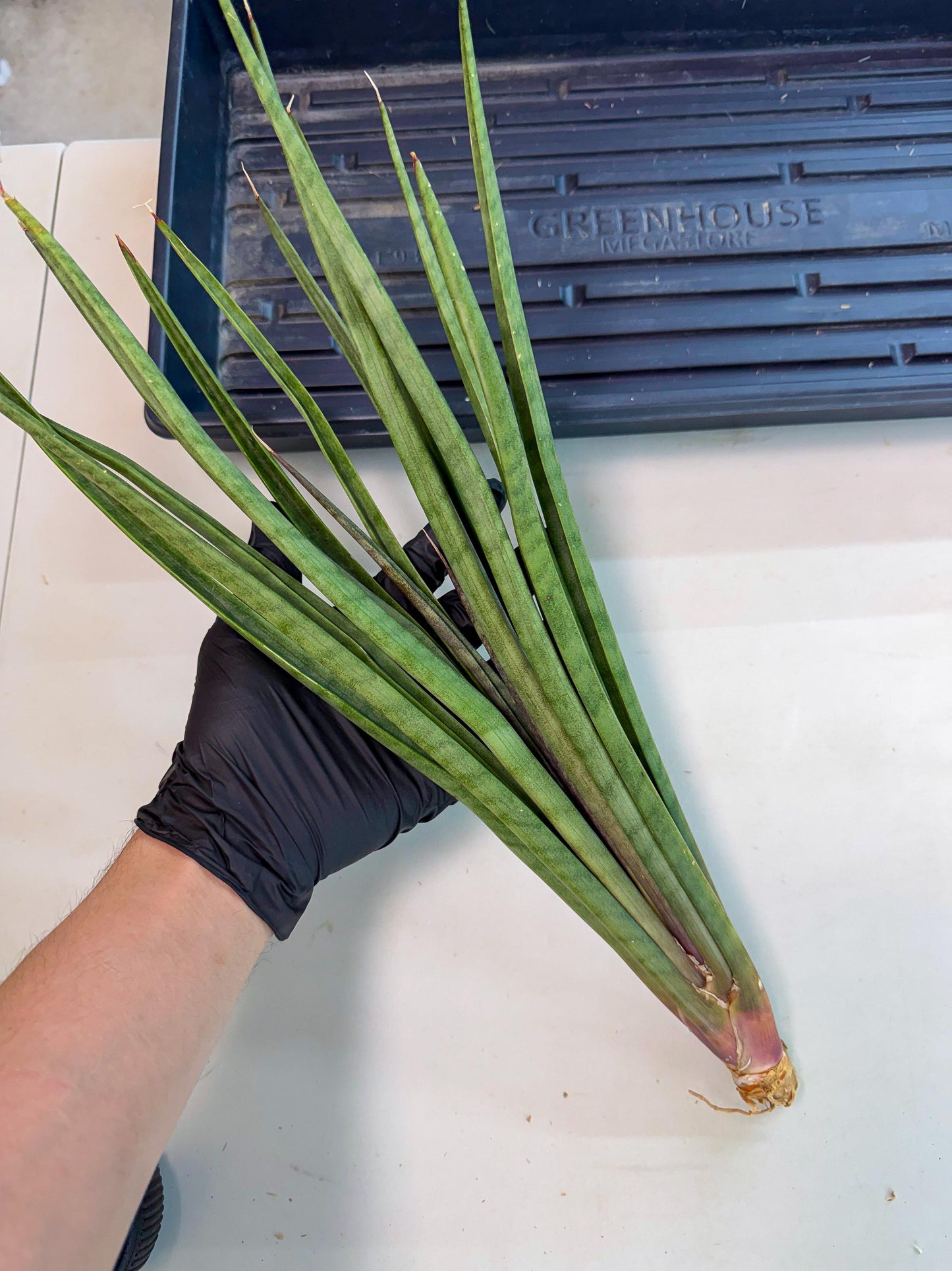 Sansevieria Vert Fonce (ro) (18) | New Imported Hybrids