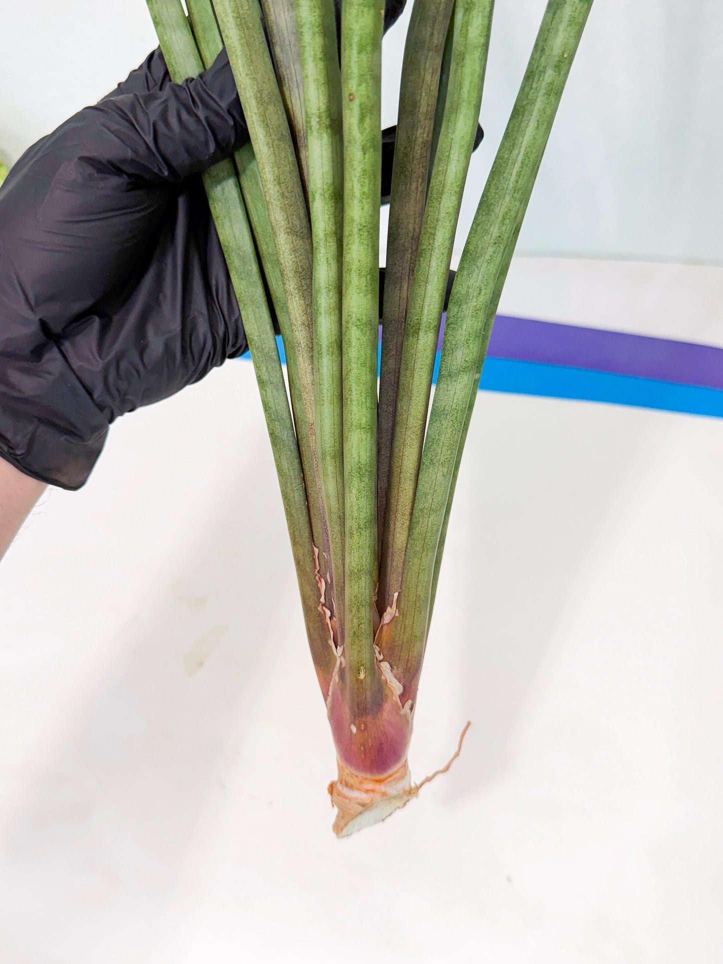 Sansevieria Vert Fonce (ro) (18) | New Imported Hybrids