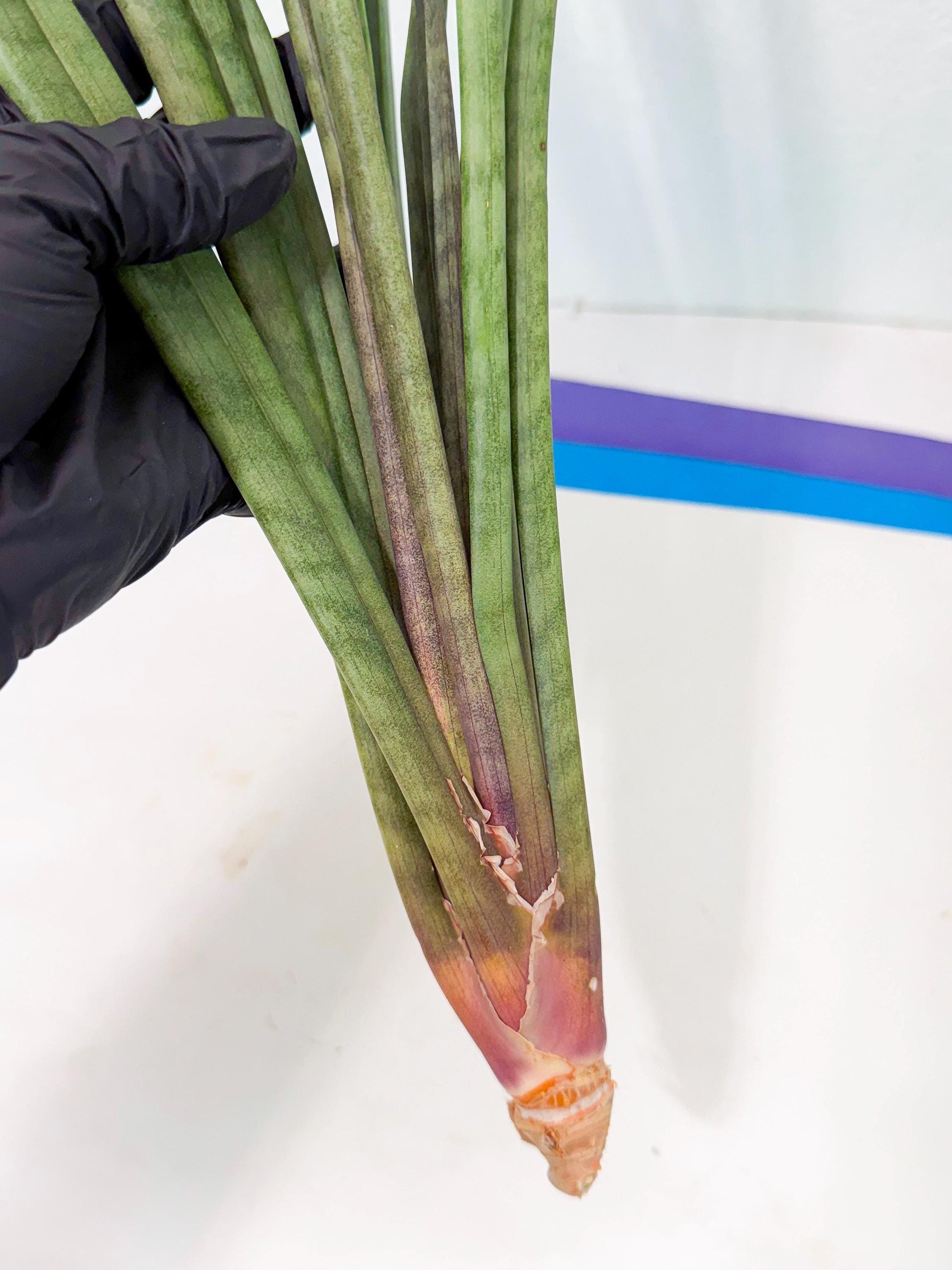 Sansevieria Vert Fonce (ro) (18) | New Imported Hybrids