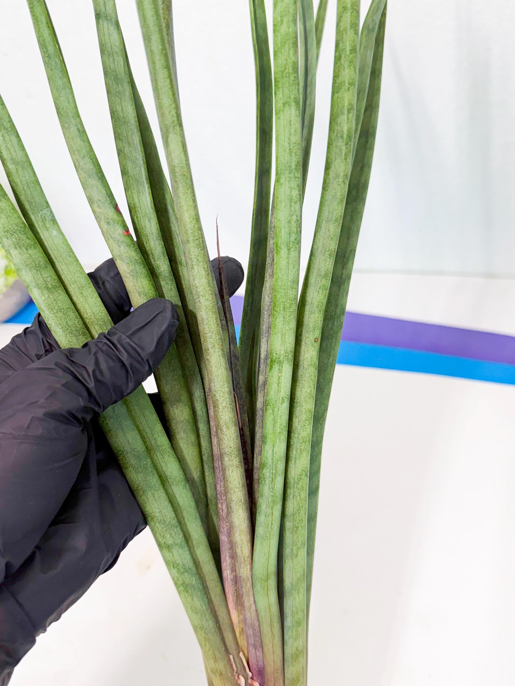 Sansevieria Vert Fonce (ro) (18) | New Imported Hybrids