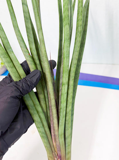 Sansevieria Vert Fonce (ro) (18) | New Imported Hybrids