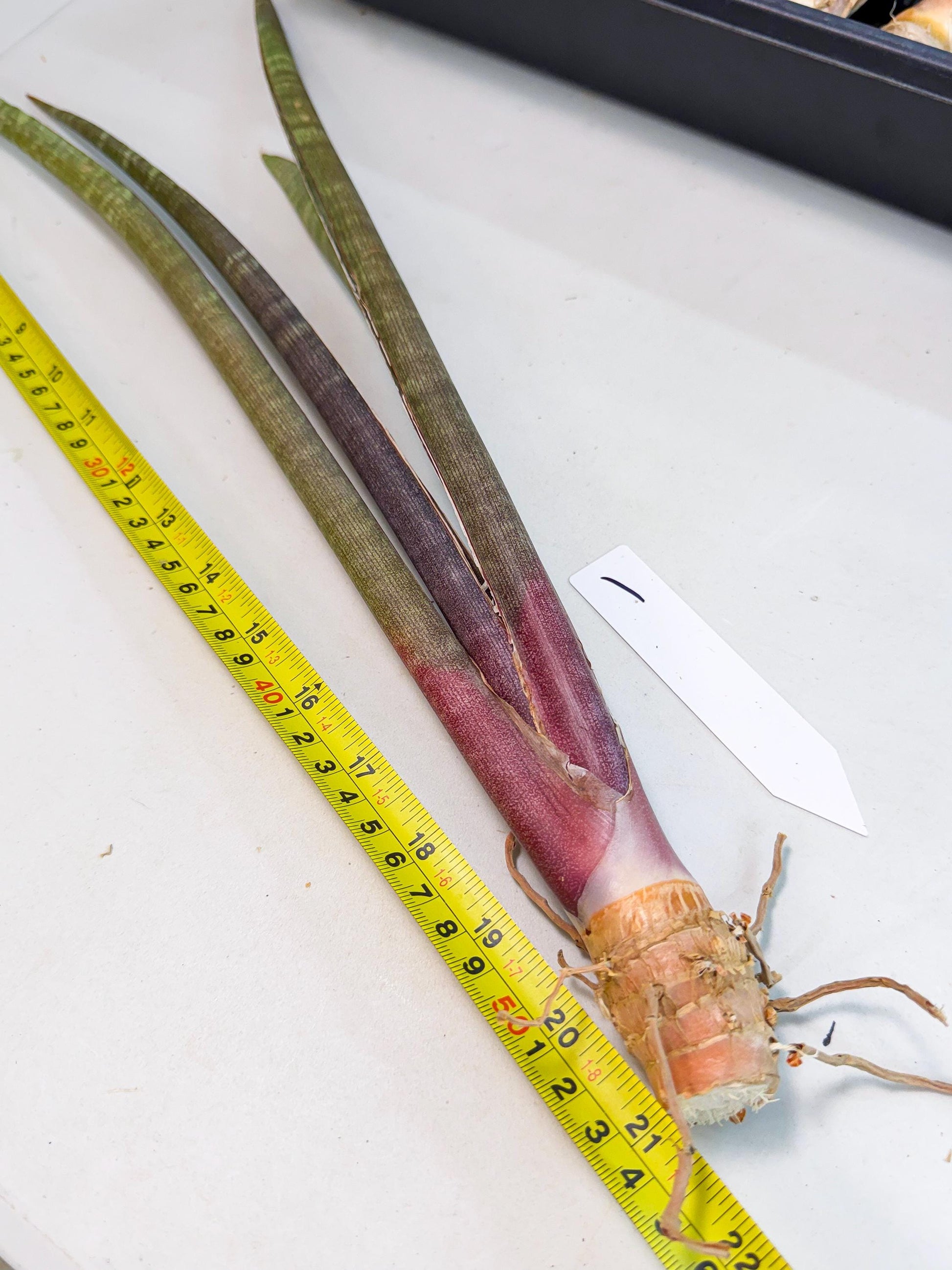 Sansevieria BatonVi (oo) (1) | Rare Hybrids