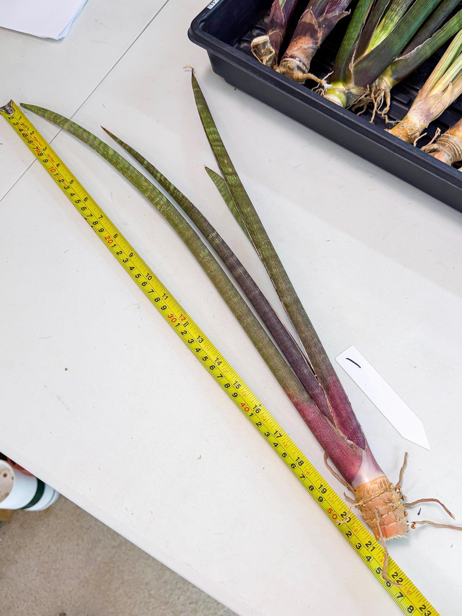 Sansevieria BatonVi (oo) (1) | Rare Hybrids
