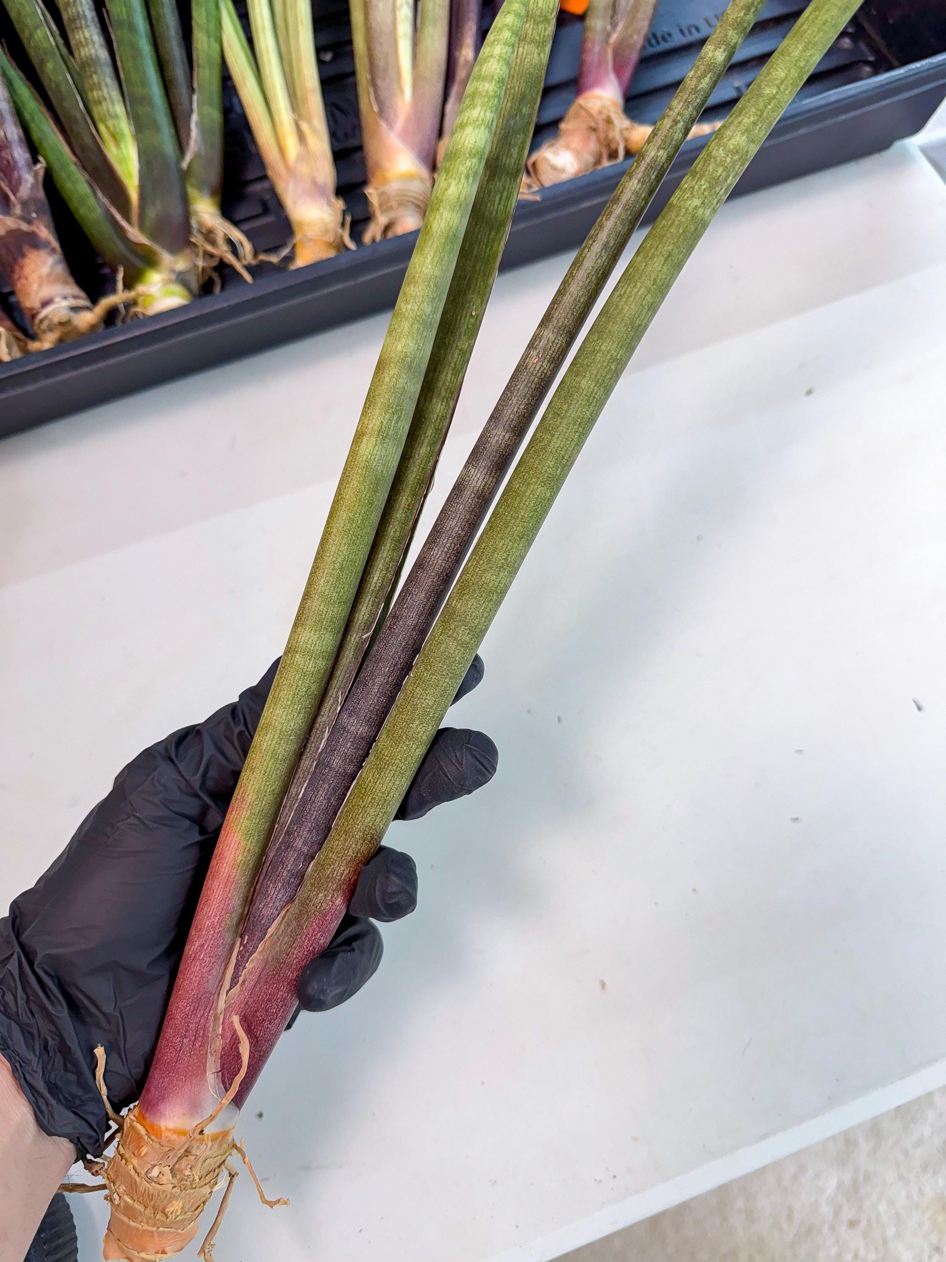 Sansevieria BatonVi (oo) (1) | Rare Hybrids