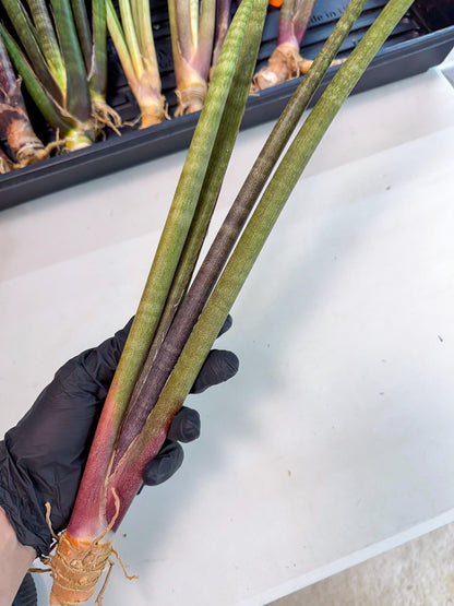 Sansevieria BatonVi (oo) (1) | Rare Hybrids