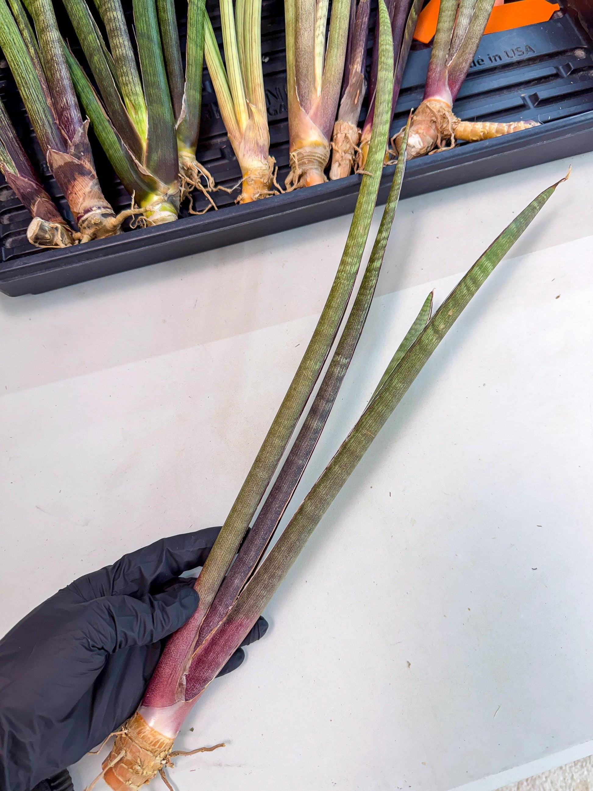 Sansevieria BatonVi (oo) (1) | Rare Hybrids
