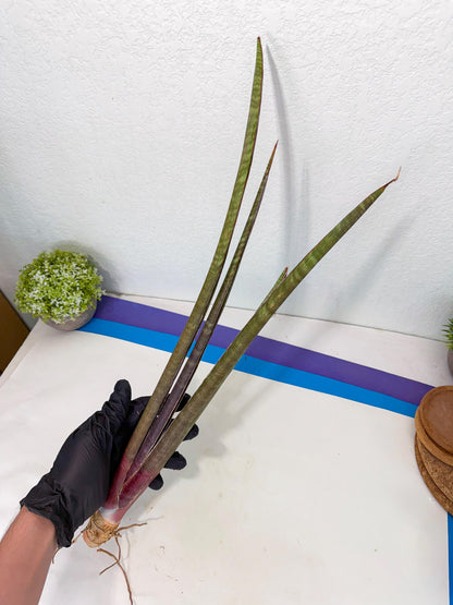 Sansevieria BatonVi (oo) (1) | Rare Hybrids