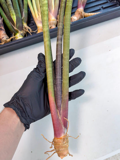 Sansevieria BatonVi (oo) (1) | Rare Hybrids