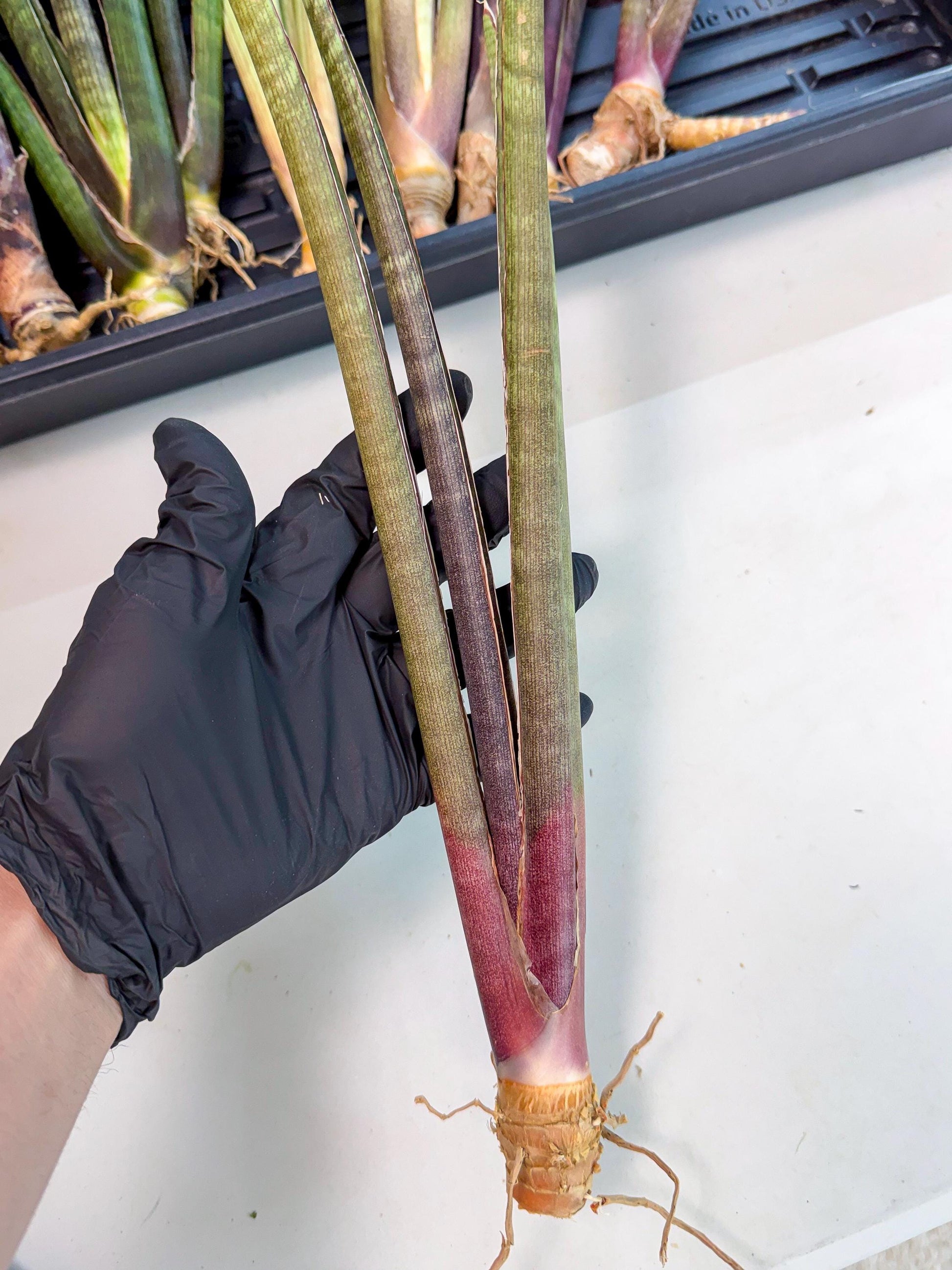 Sansevieria BatonVi (oo) (1) | Rare Hybrids