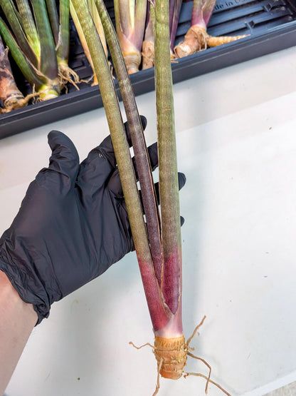 Sansevieria BatonVi (oo) (1) | Rare Hybrids