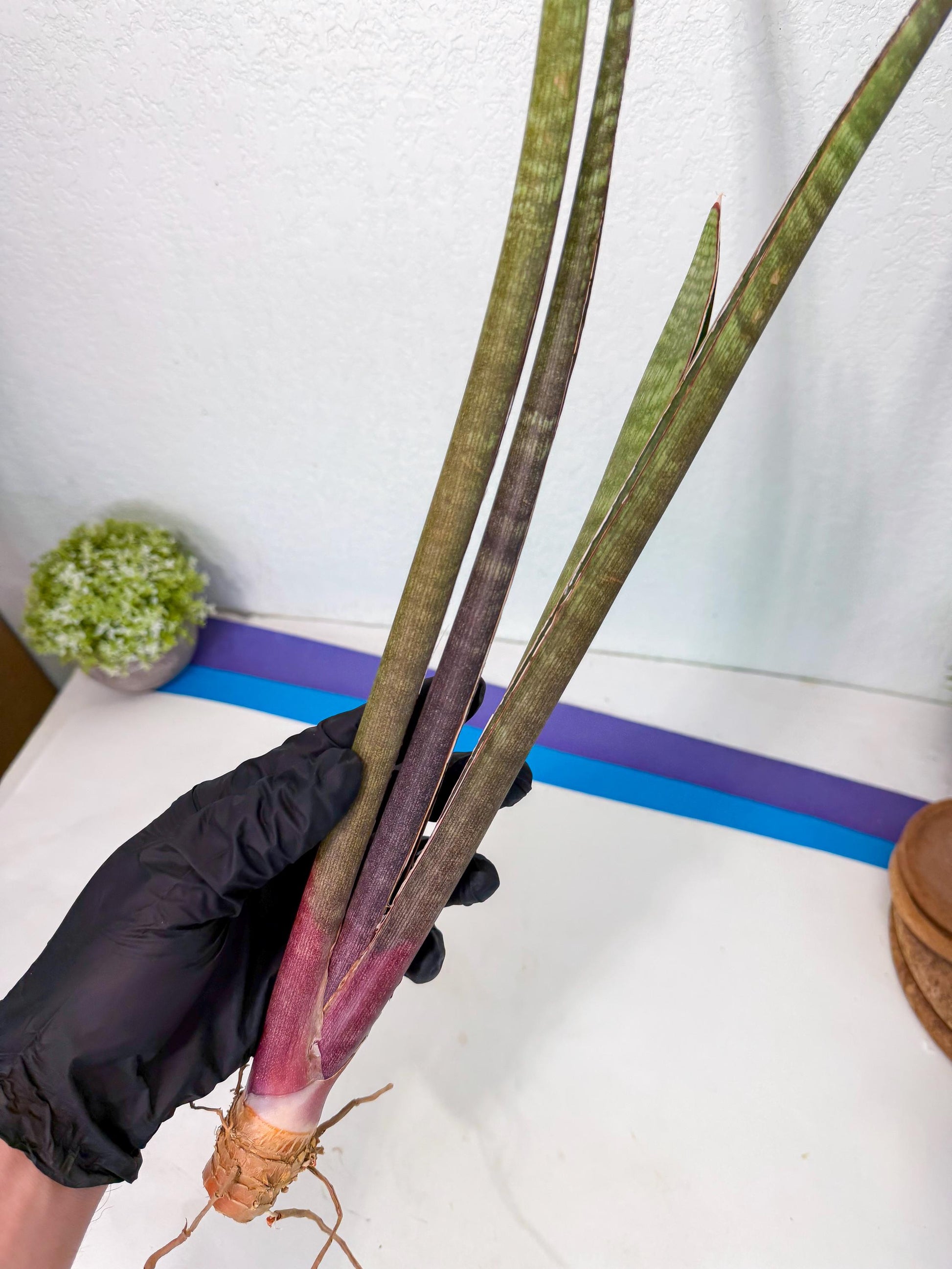 Sansevieria BatonVi (oo) (1) | Rare Hybrids