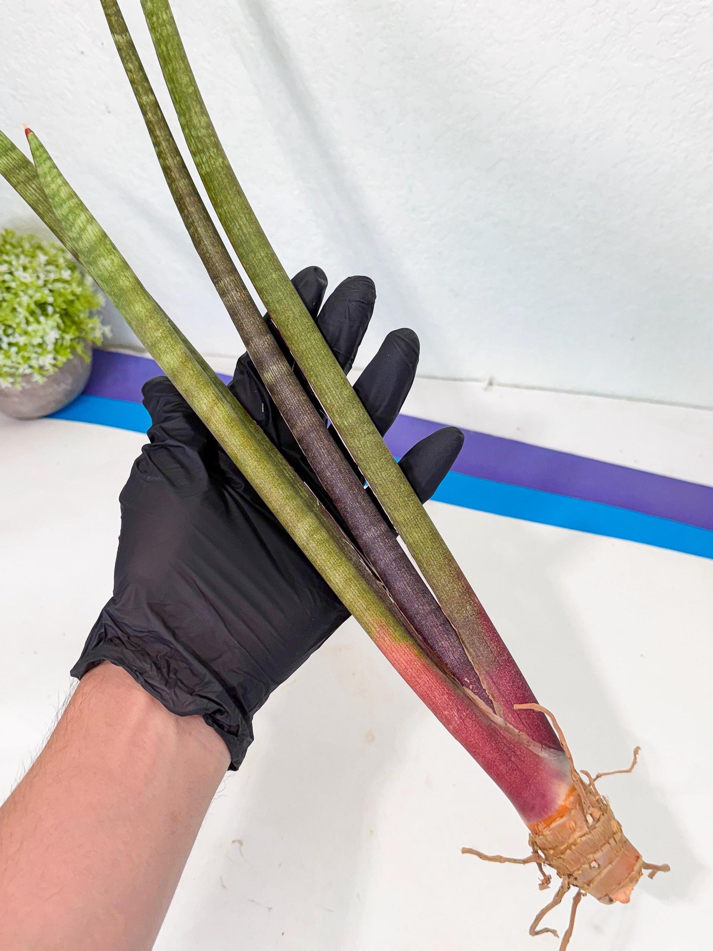 Sansevieria BatonVi (oo) (1) | Rare Hybrids