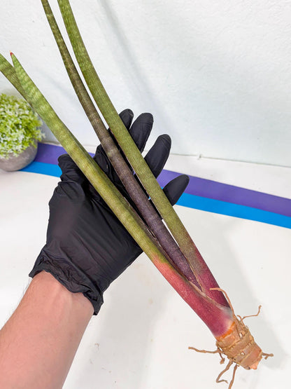 Sansevieria BatonVi (oo) (1) | Rare Hybrids