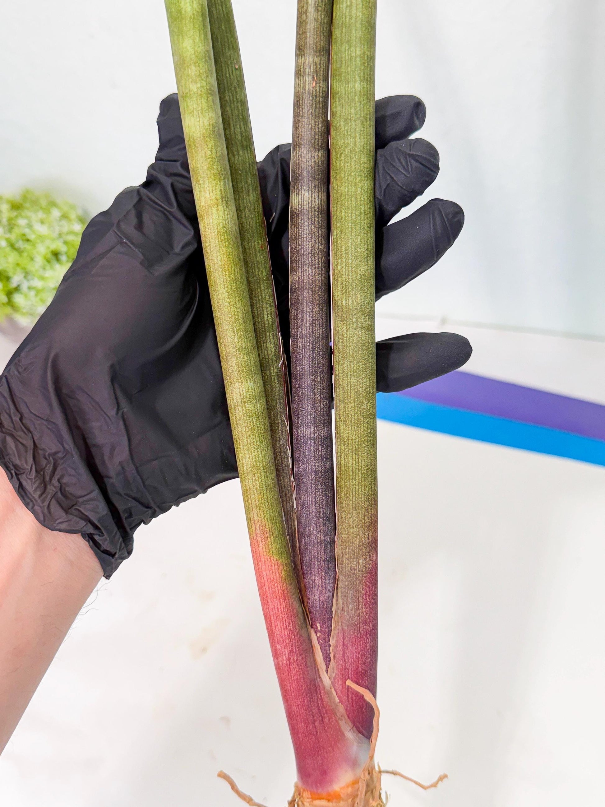 Sansevieria BatonVi (oo) (1) | Rare Hybrids
