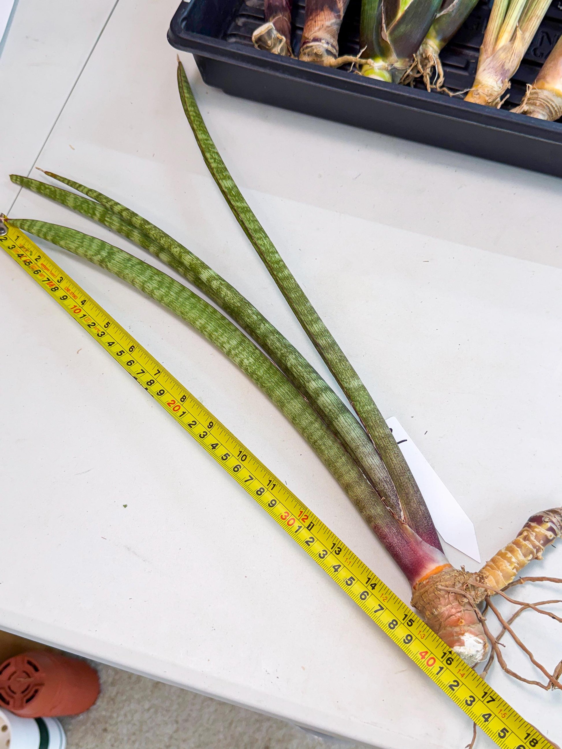 Sansevieria BatonVi (oo) (2) | Rare Hybrids
