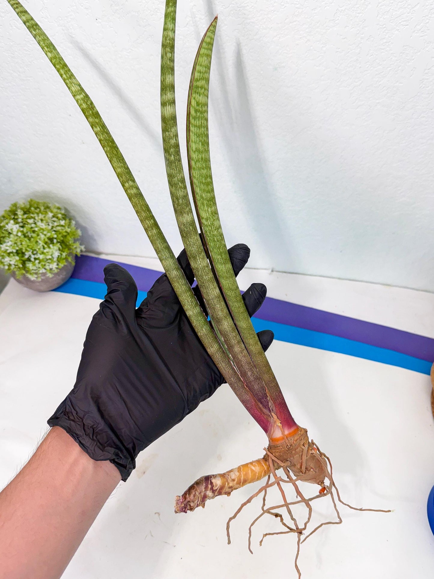 Sansevieria BatonVi (oo) (2) | Rare Hybrids